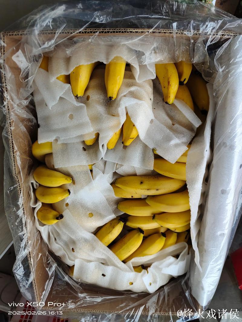 国产香蕉视频精彩推荐