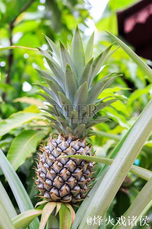 绿菠萝视频
